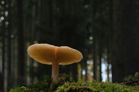 Education Committee 2026-2029 GACE